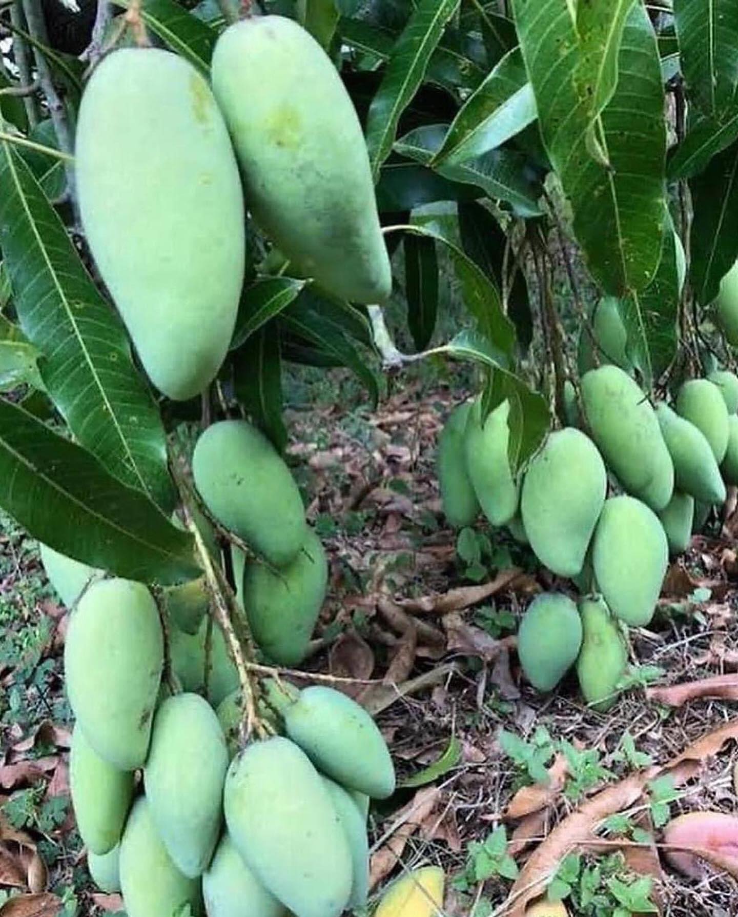 タイスイーツマンゴー苗木Khiew Yai Krasuai mango, a unique Thai variety with complex flavor