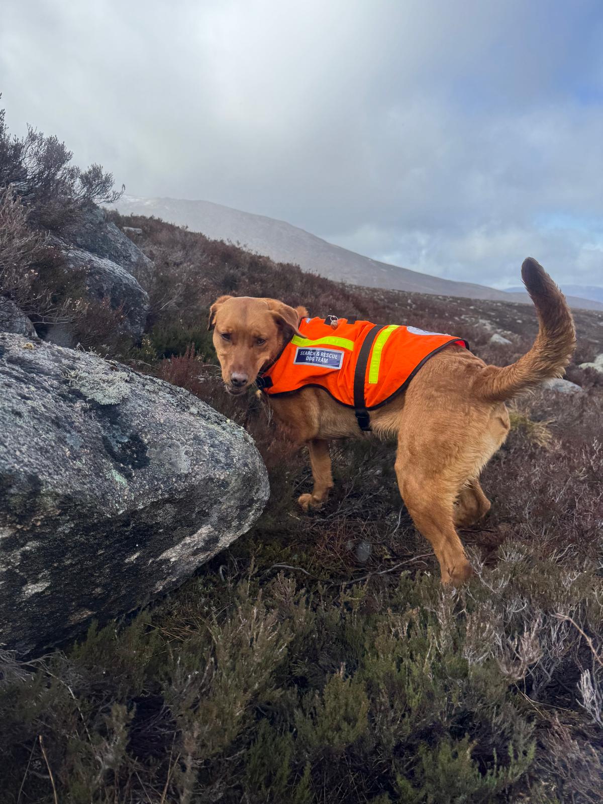Search & Rescue Dog Association (Scotland)
