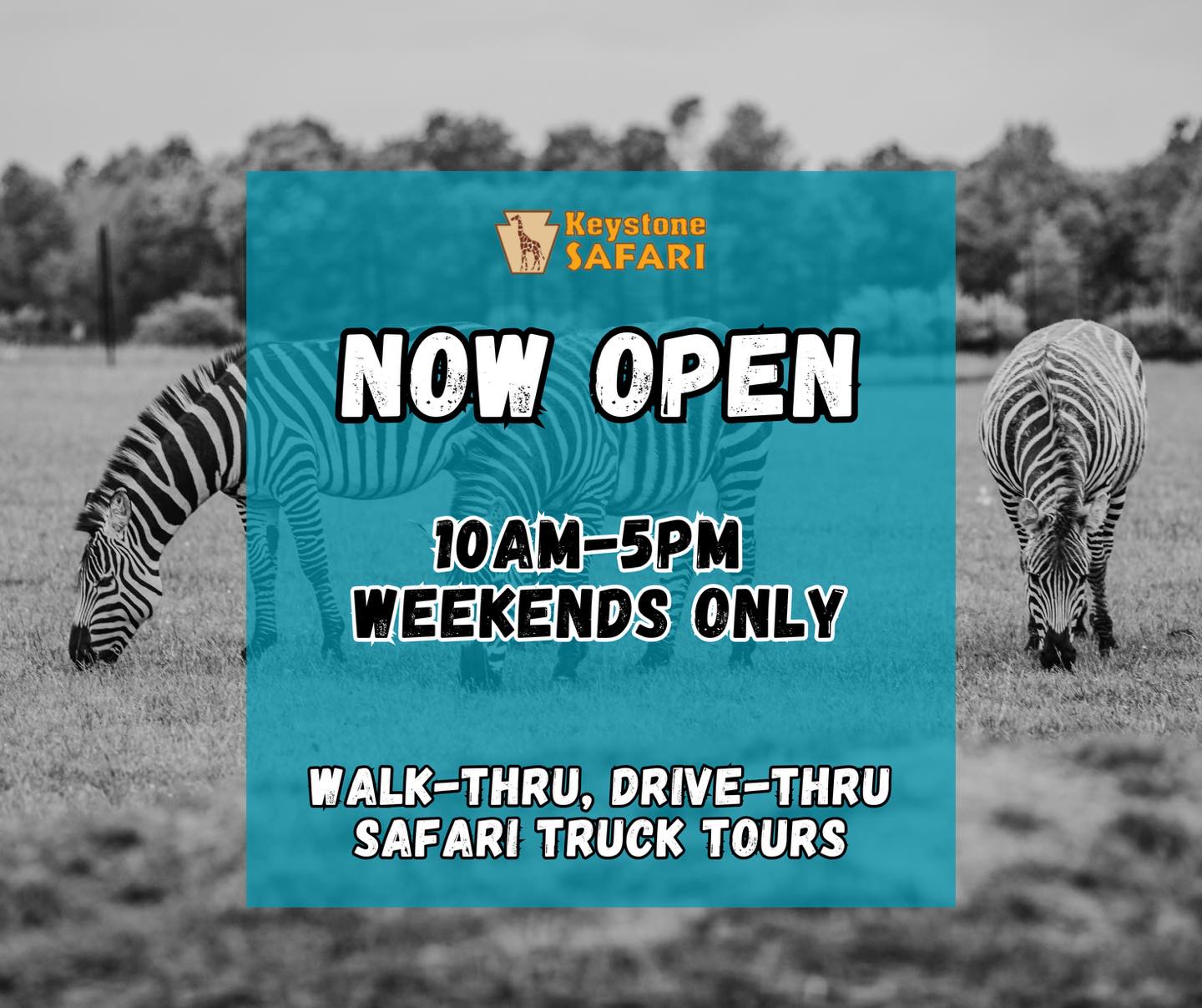 Keystone Safari - WE ARE NOW OPEN AT KEYSTONE SAFARI 🦒 Join us today ...