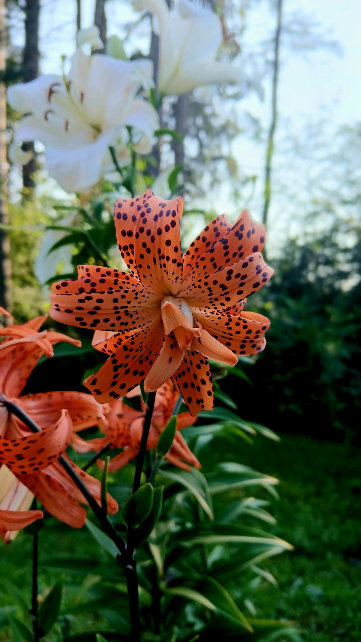NewsChannel - Tiger Lily - Rosemary Riegler | Facebook