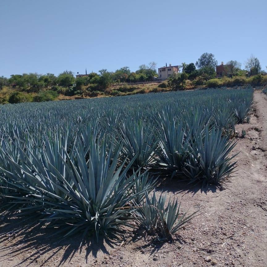AGAVE MUNDO AZUL Home Facebook