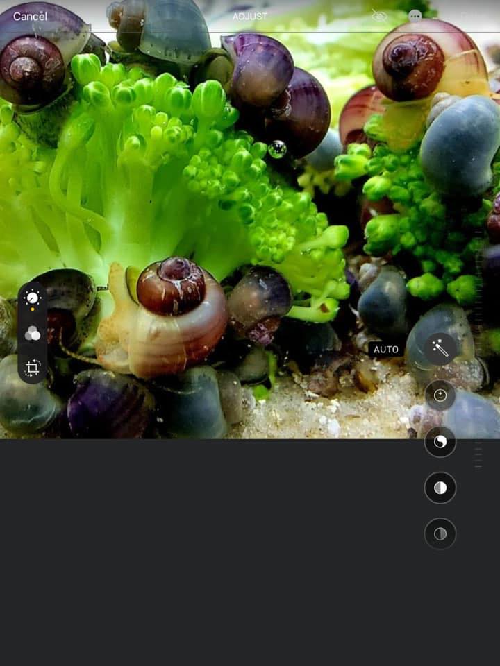 Mystery Snail Addiction | This is Orion becuase he/she has this pink or ...