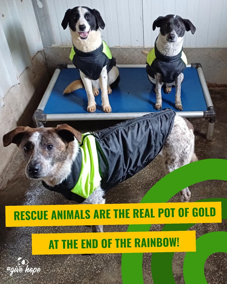 ROLDA - 💚 Rescue animals are the real pot of gold at the... | Facebook