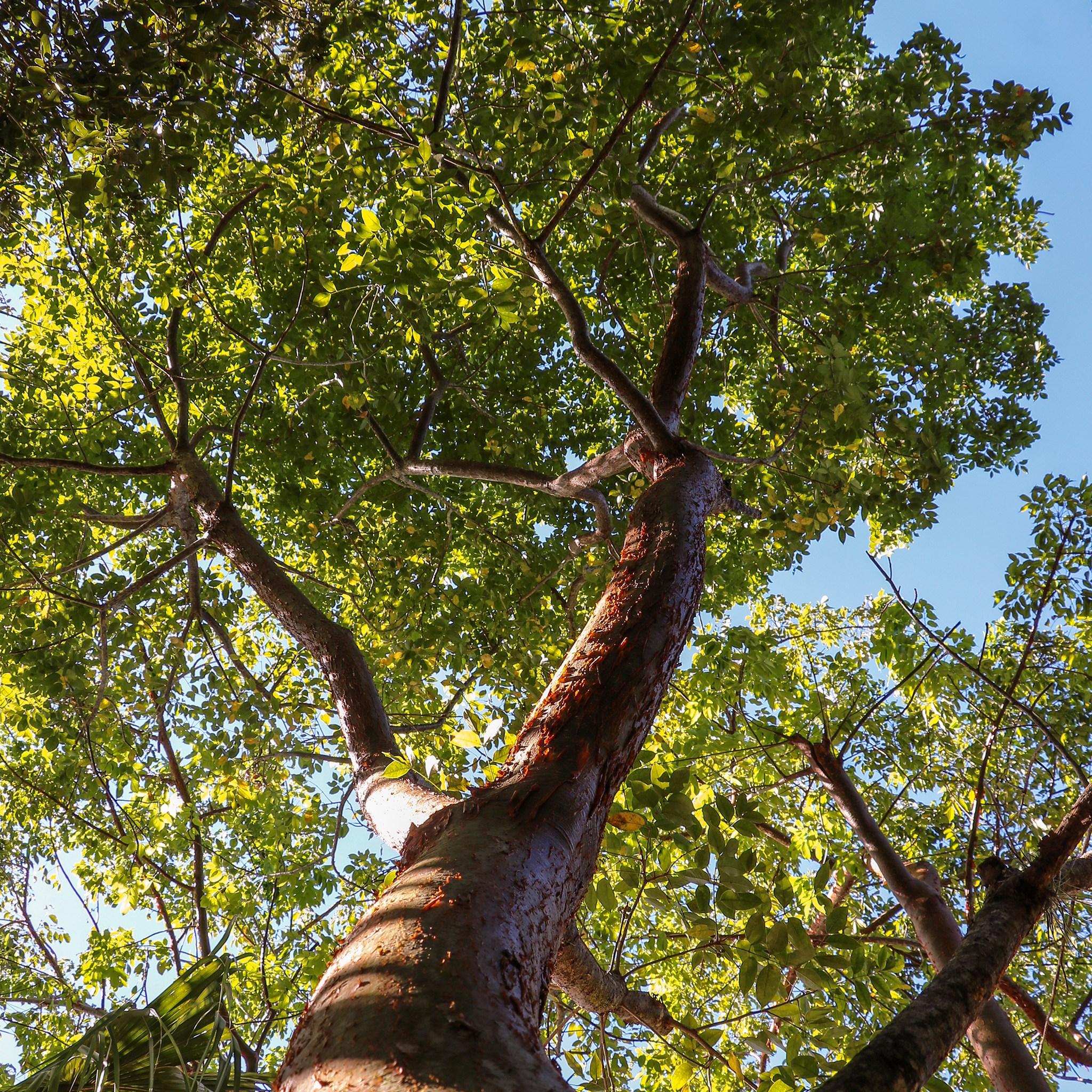 Love those gumbo limbo trees! They are easy to spot with their smooth ...