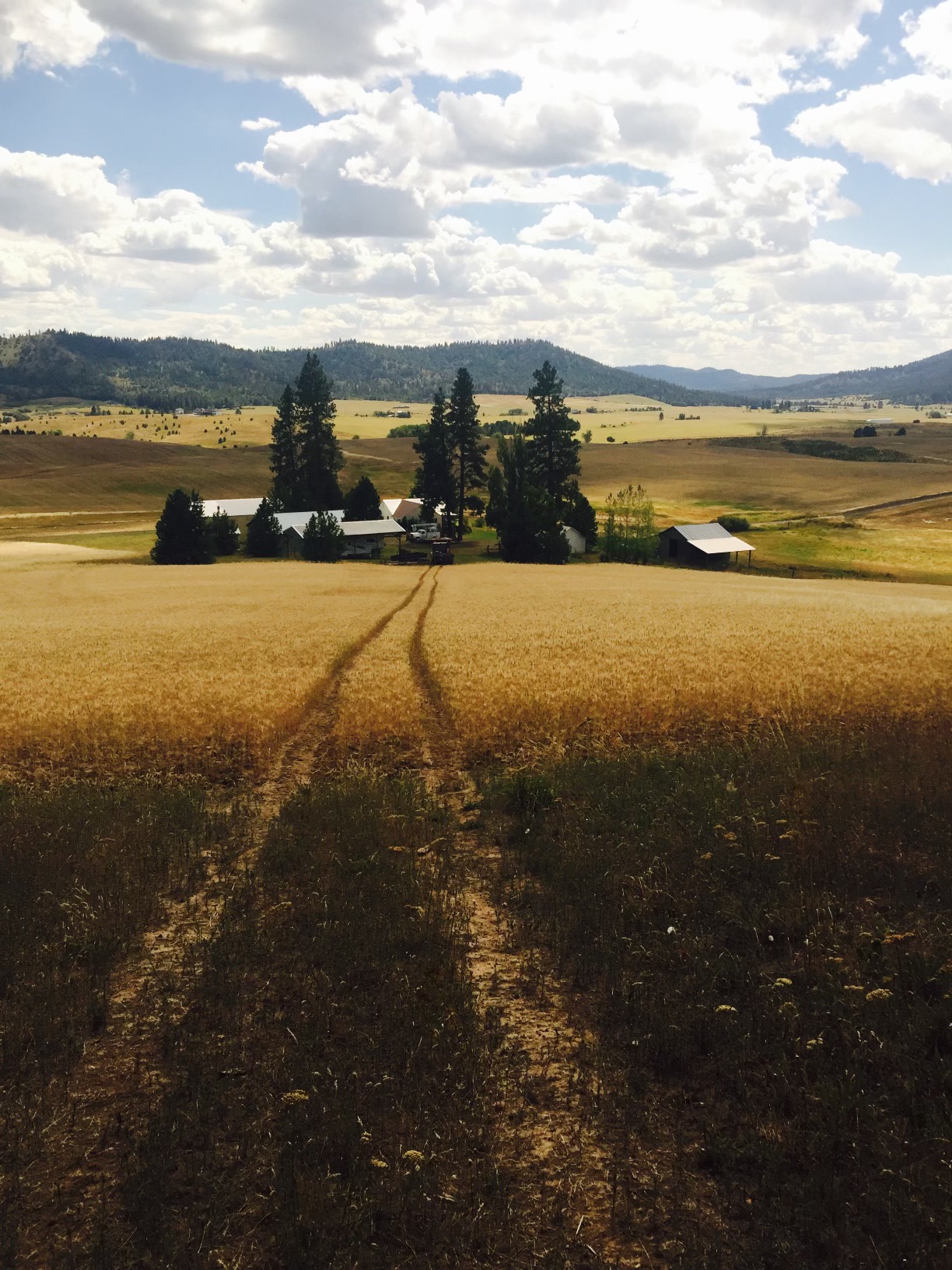 Hope Ranch Cattle Company | Worley ID