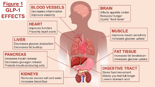 glp 1 and kidneys does affect Not all GLP-1 receptor agonists may kidney health the same Can GLP-1s Help With Kidney