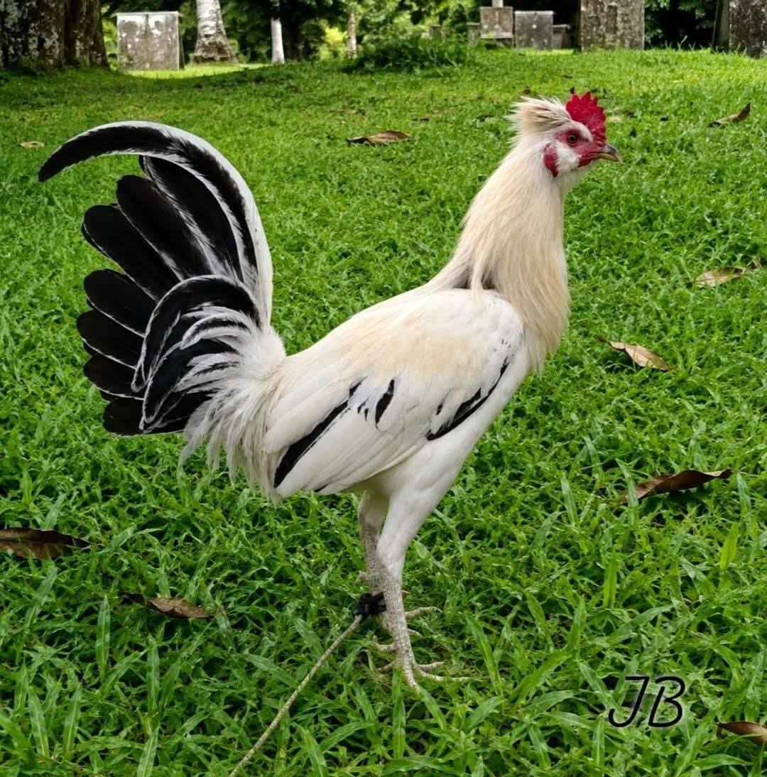 Young Stag. Toppy Muff White Devil Comb Sta claus | JB Bisquera