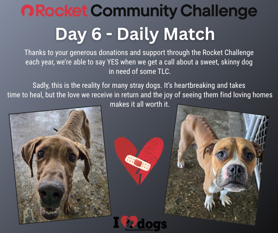 🚀 The 2025 Rocket... - I Heart Dogs Rescue and Animal Haven | Facebook