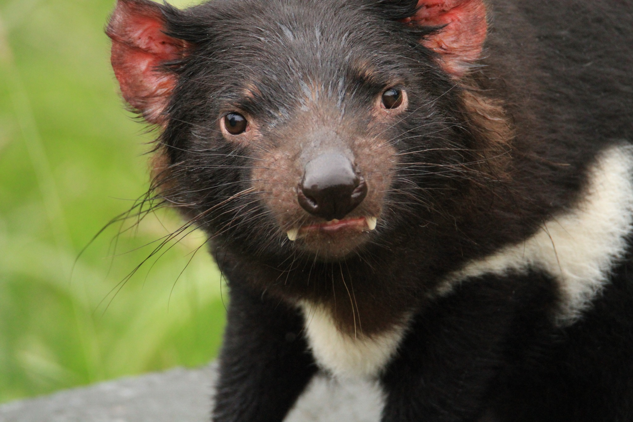 Orana - FUN FACT FRIDAY The newborn joey of a Tasmanian devil is the ...
