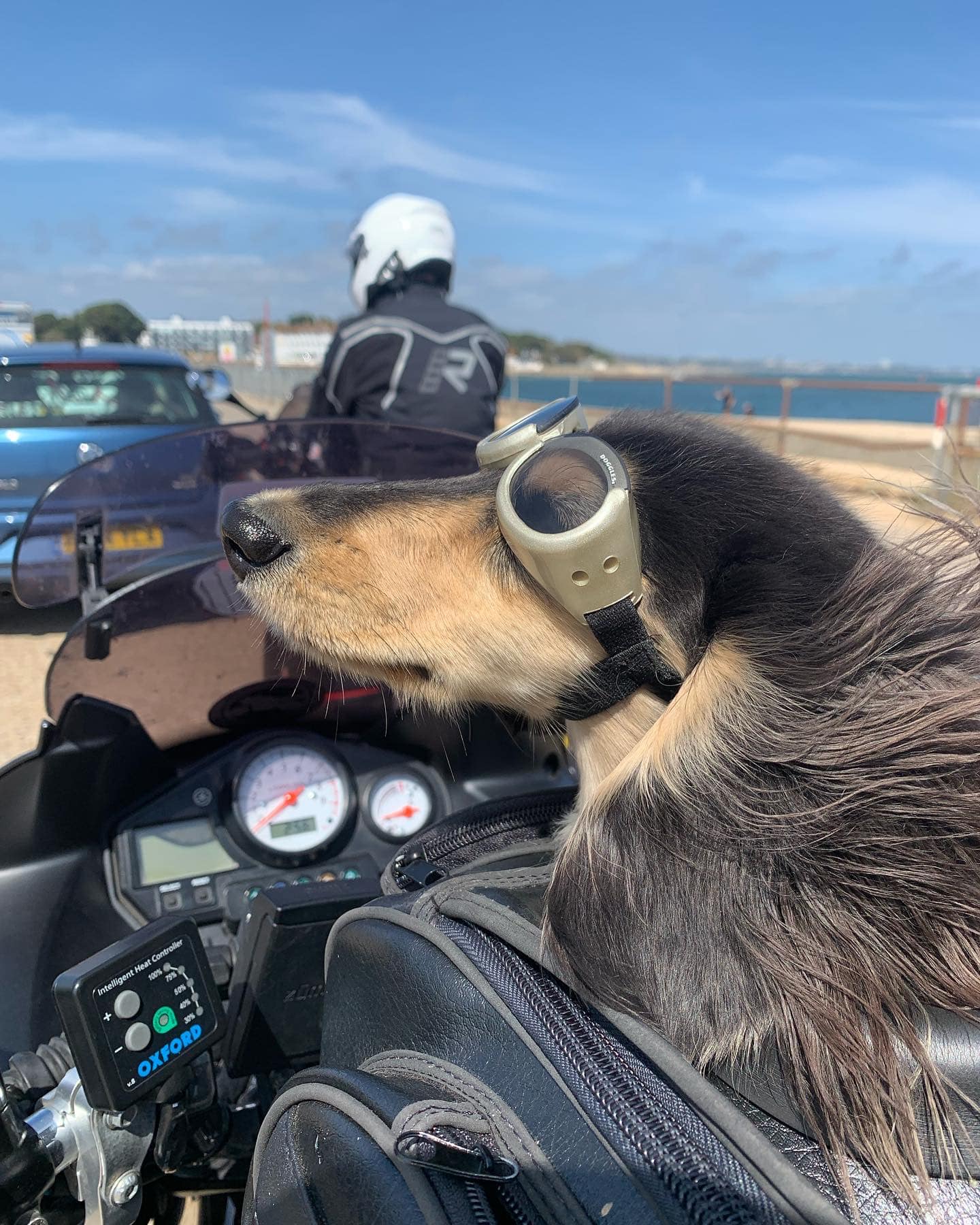 dachshund motorcycle helmet BillionChains Dog with Dog Goggles for Small Dogs - Pet Helmet Hat with Ear Holes Adjustable Straps Safety Helmet for Puppy Riding Motorcycle riding with mini dachshund
