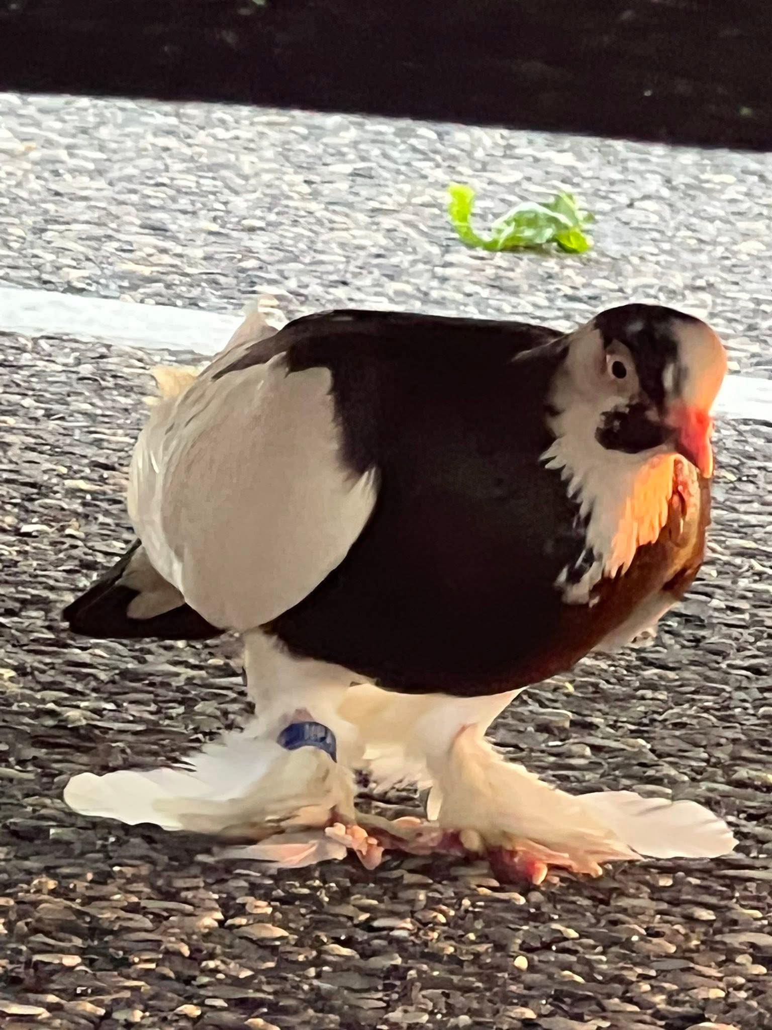 Lost bird at Cape May ferry parking lot