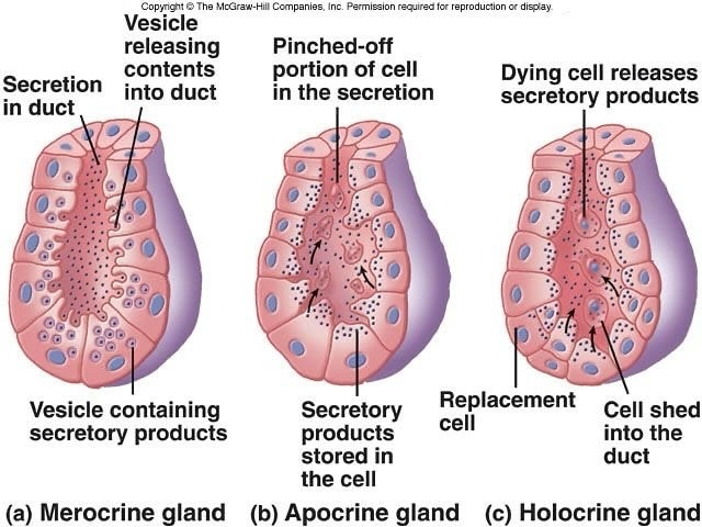Medicina - 📚🔎Las glándulas exocrinas son de tres tipos: 📝Glándulas ...