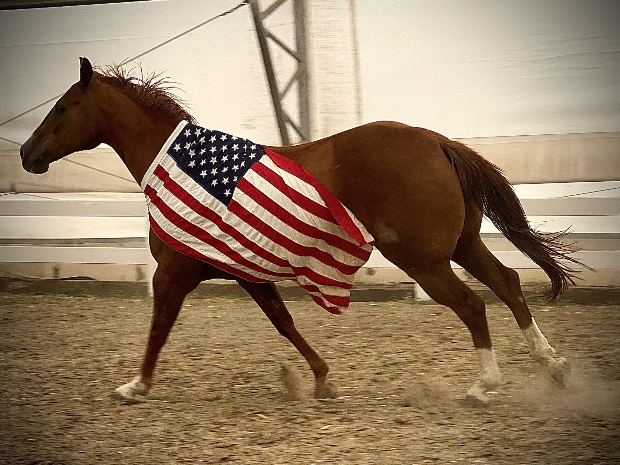 Blue Rose Ranch Horse Rescue & Adoption