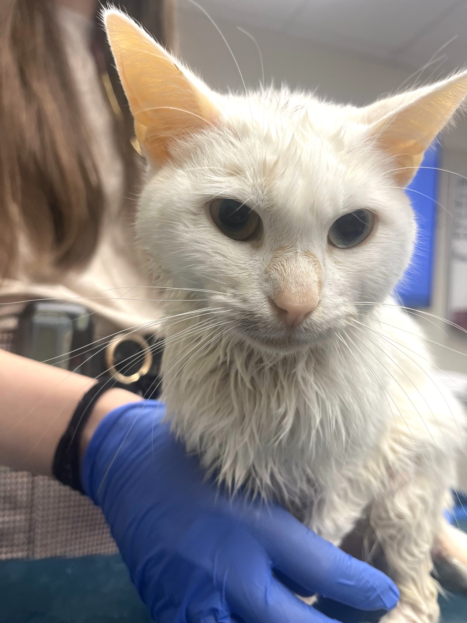 Riley County Humane Society (RCHS)