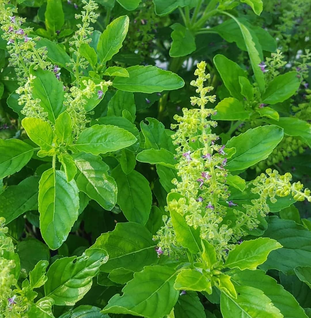 Thebotanicalgarden.in - Holy Basil🍀 • Tag a Plant Lover💚 • Follow ...