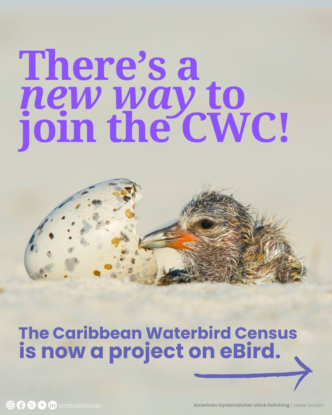 BirdsCaribbean - Exciting News🏝️: New Way to Add CWC Data... | Facebook