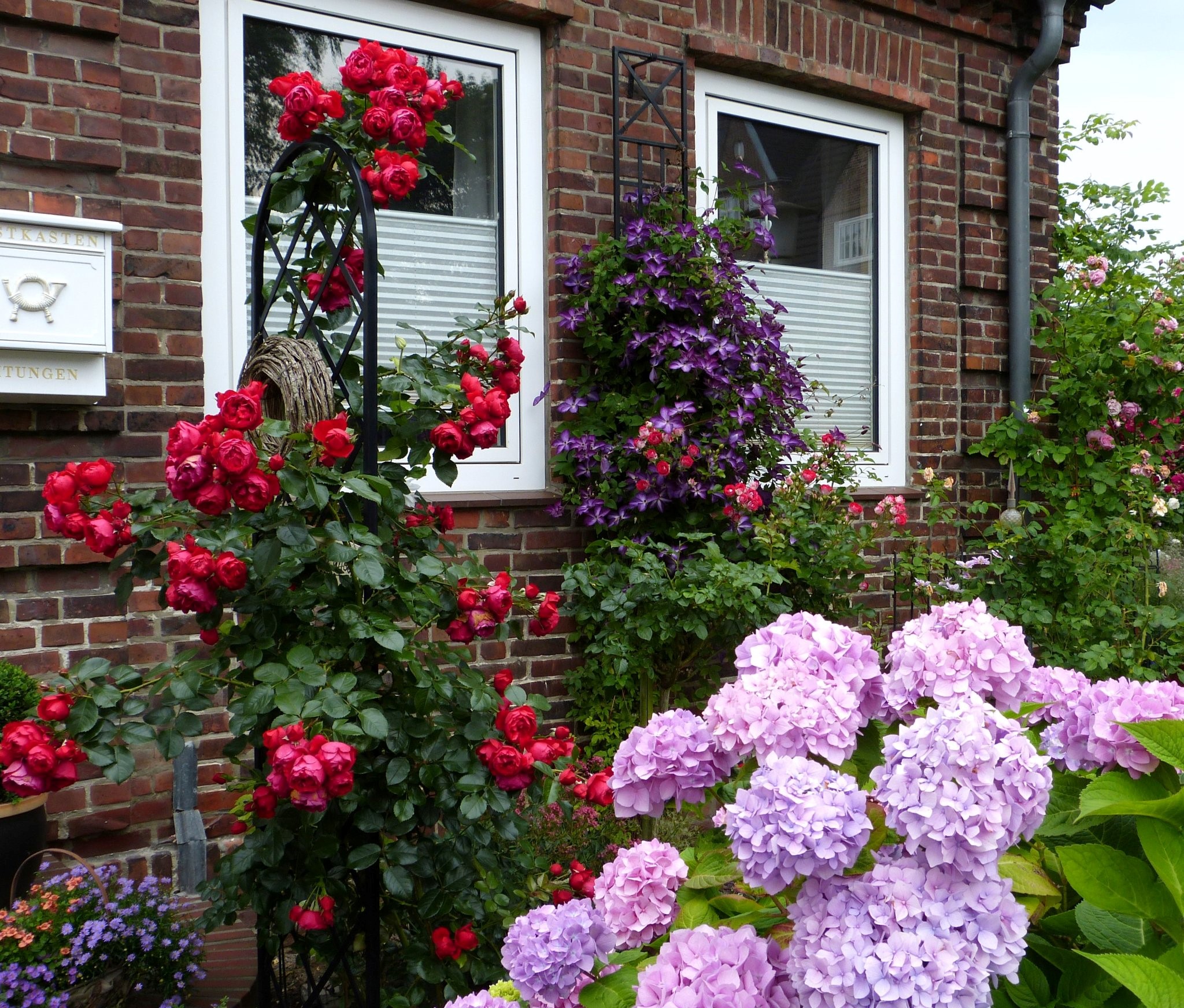 Ein Vorgarten wie gemalt! Hinter dem üppigen Hortensien-Strauch rankt die rote Kletterrose 'Florentina' am Rank-Gitter 'Beekman' von Classic Garden Elements. An der Wand hilft ein schmales Metall-Spalier der Clematis 'Venosa Violacea' hoch