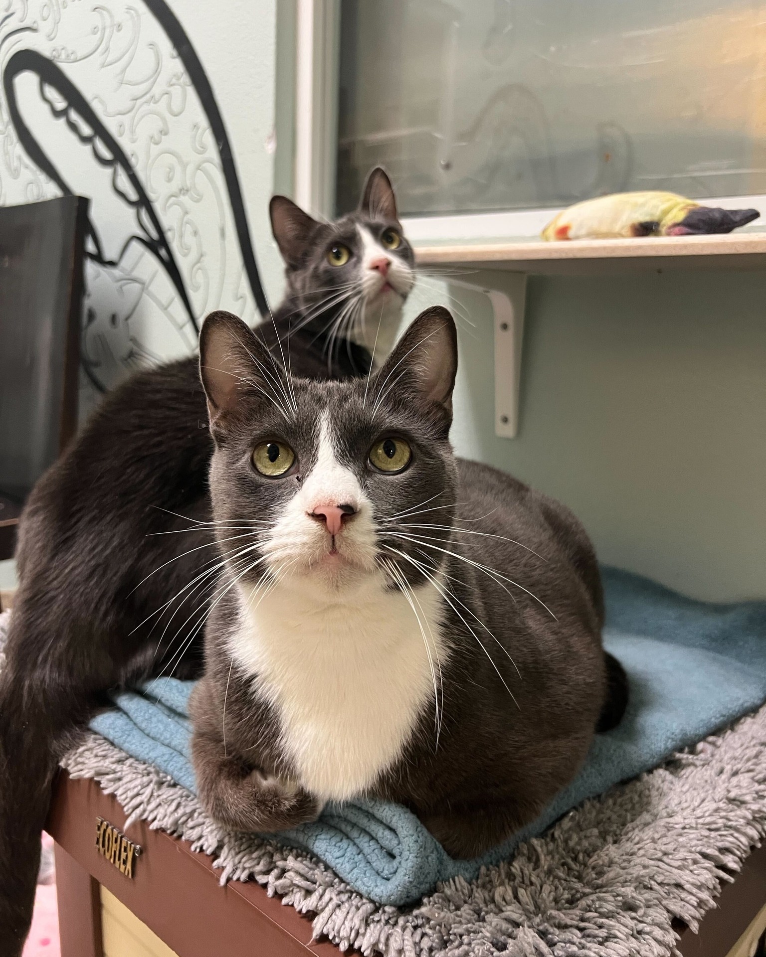SPCA - We heard your couch was missing a dynamic duo? Uno (female) and ...
