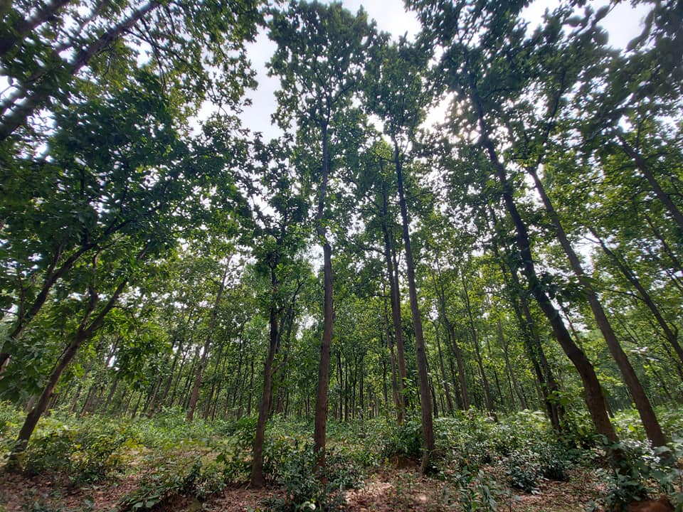 Chhatna Forest RANGE Office | Jhantipahari