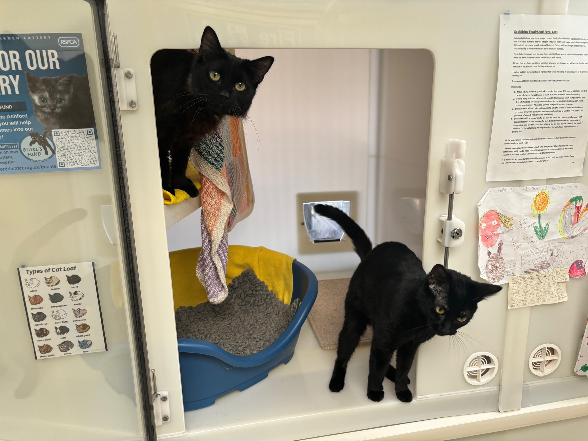 Rspca Ashford Garden Cattery - Email entries to: rachel@rspca ...