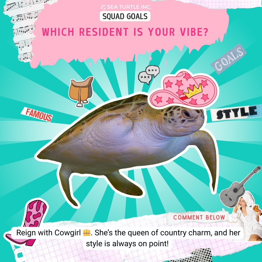 Sea Turtle, Inc - 🤔 which resident is your vibe? Drop your... | Facebook