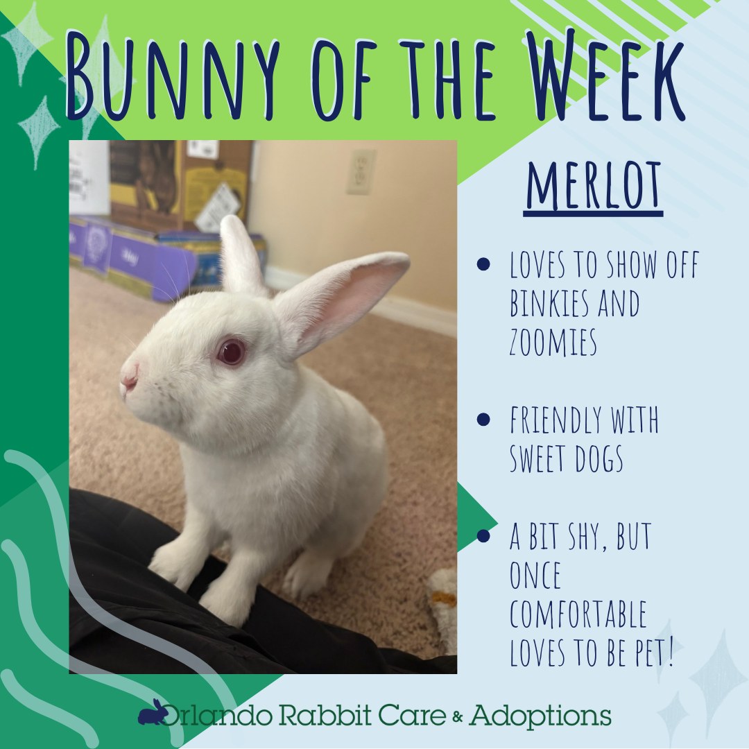 Orlando Rabbit Care & Adoptions | Longwood FL