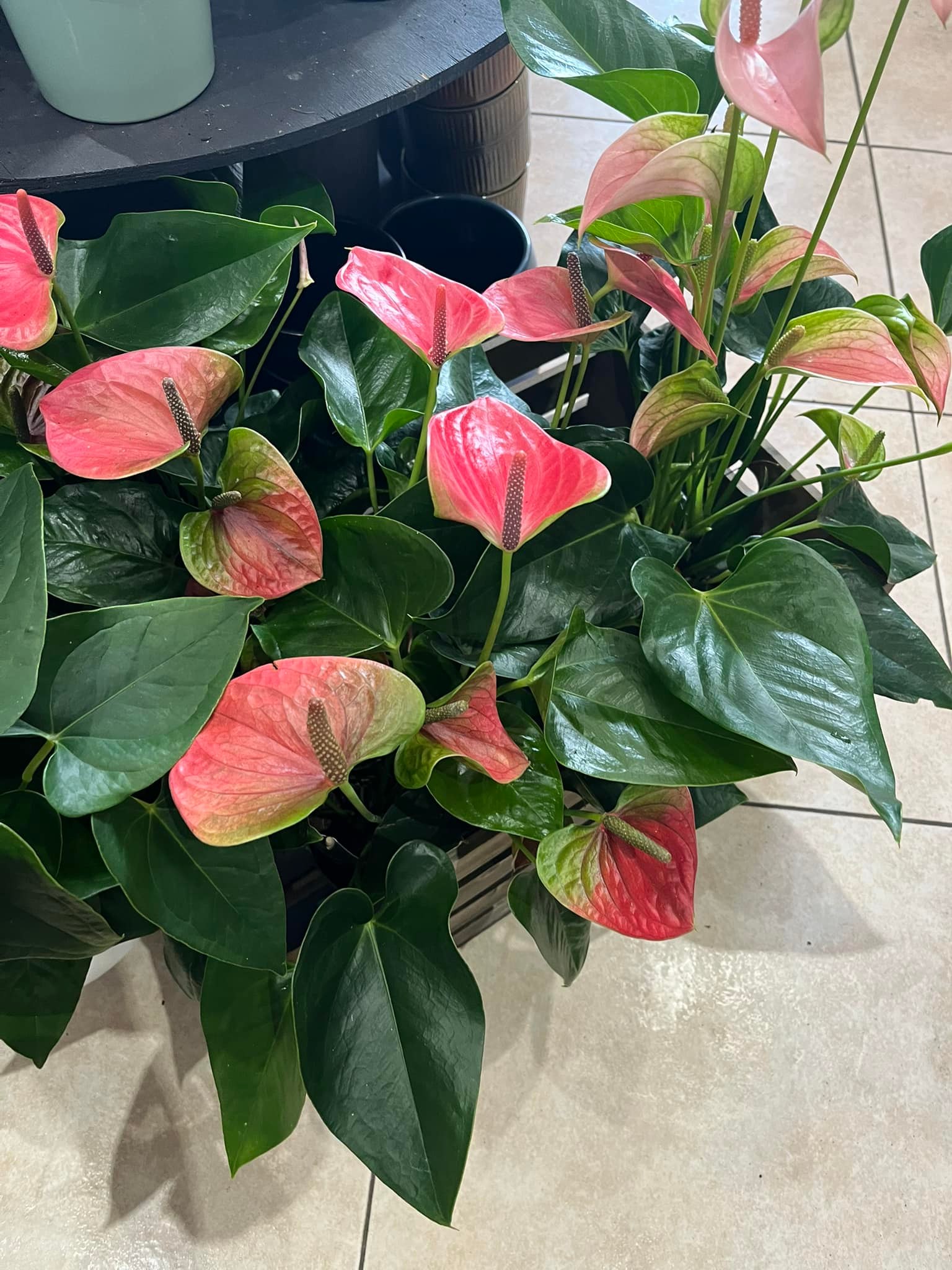 Mooi Flowers & Plants