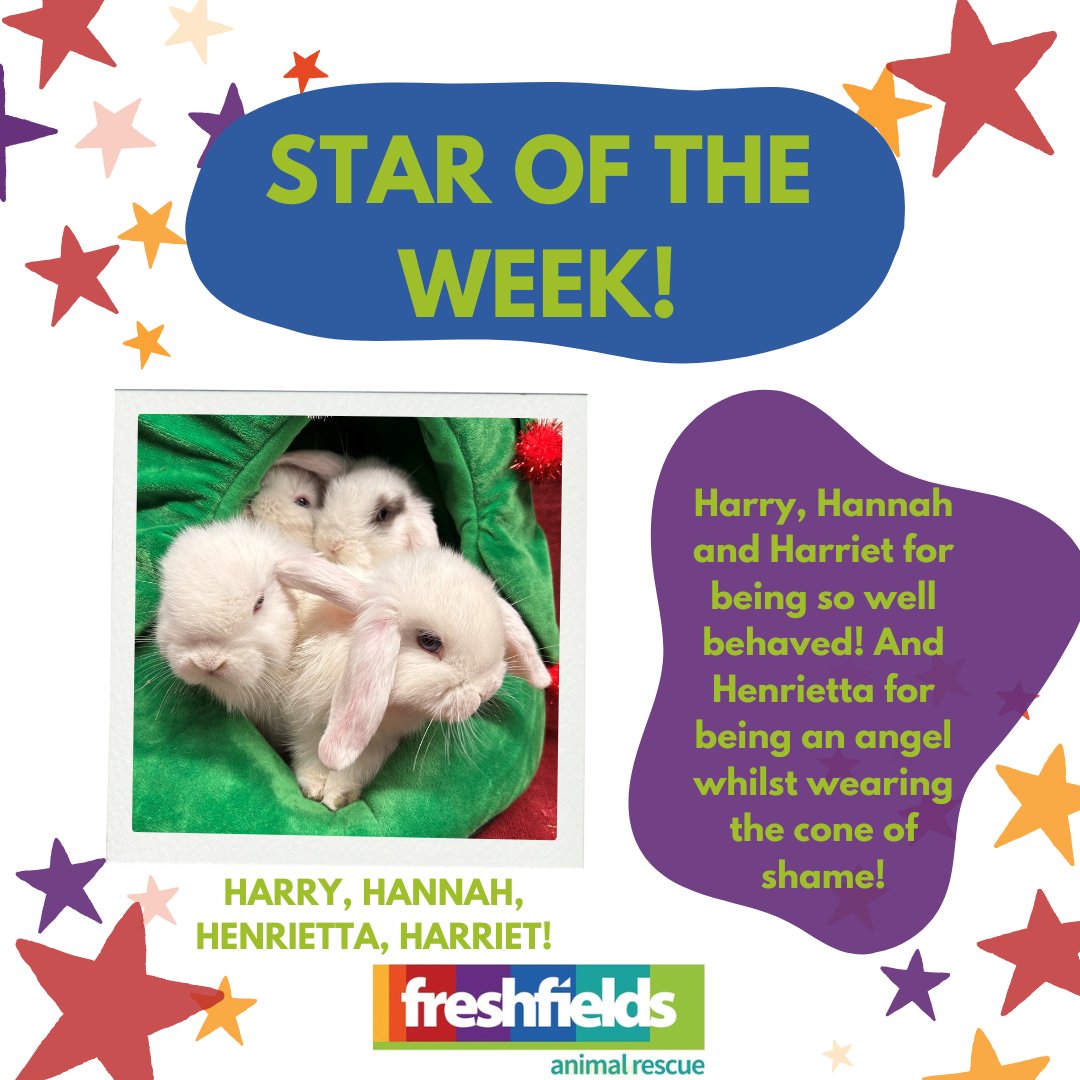 Our cute cheeky foursome are... - Freshfields Animal Rescue | Facebook