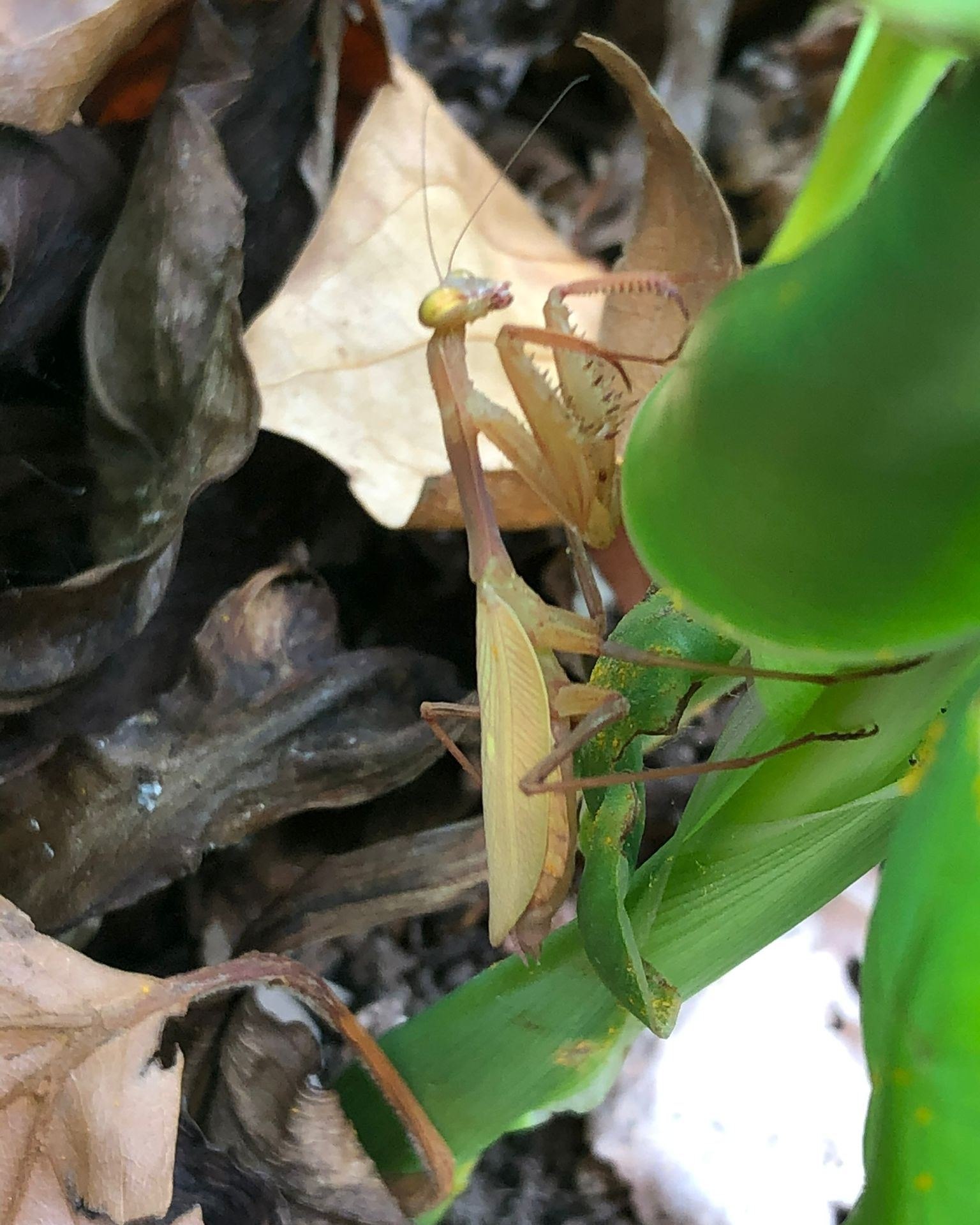 Cornwall - Our bug of the month this month is the praying mantis! Did ...