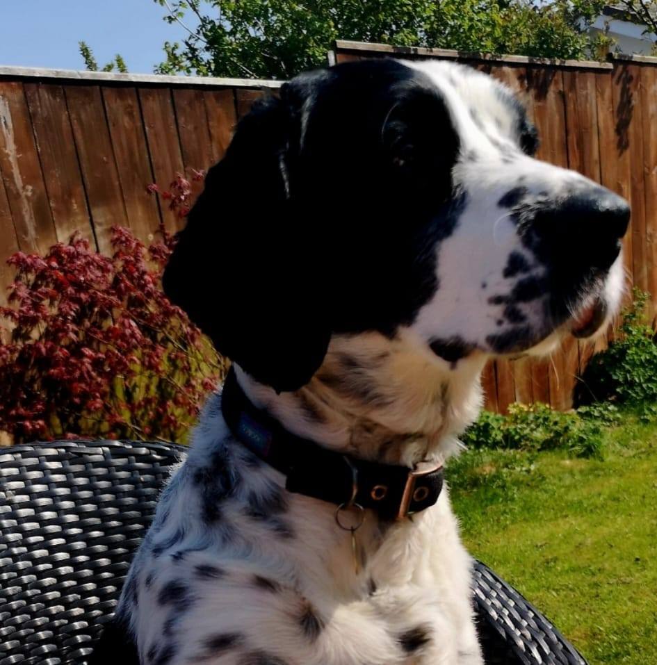 The Wagging Tails Inn added a new... - The Wagging Tails Inn