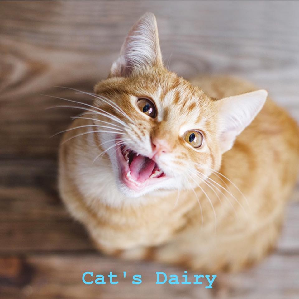 Cat S Dairy Photo Inspiration