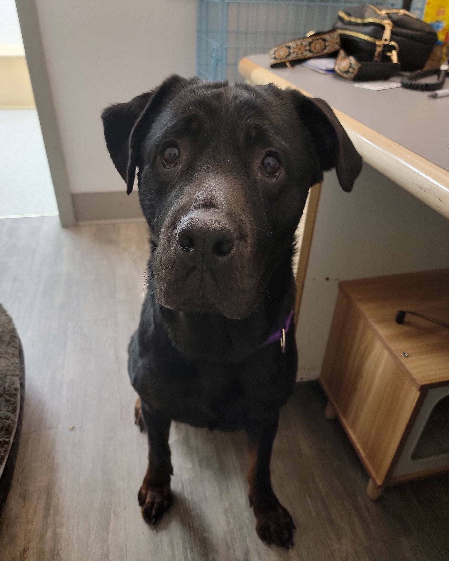 Chemung - 77 DAYS 😭 This poor girl wanted to remind you that she has ...