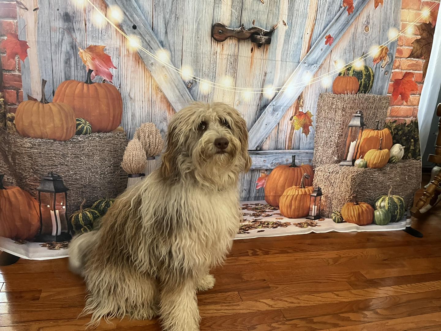 Ruff Agility KY | Louisville KY