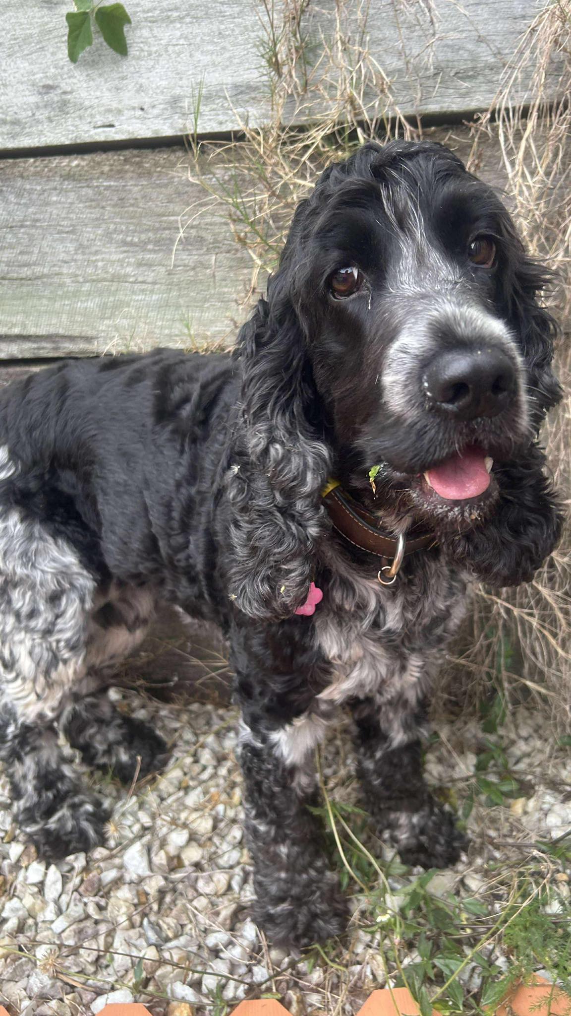Cocker Spaniel Rescue QLD inc