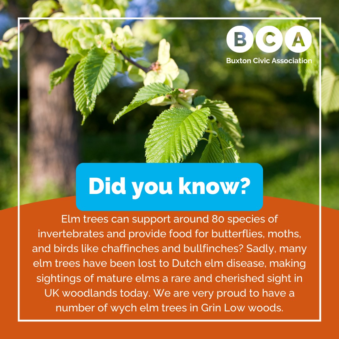 🌳 This Woodland Wednesday,... - Buxton Civic Association | Facebook
