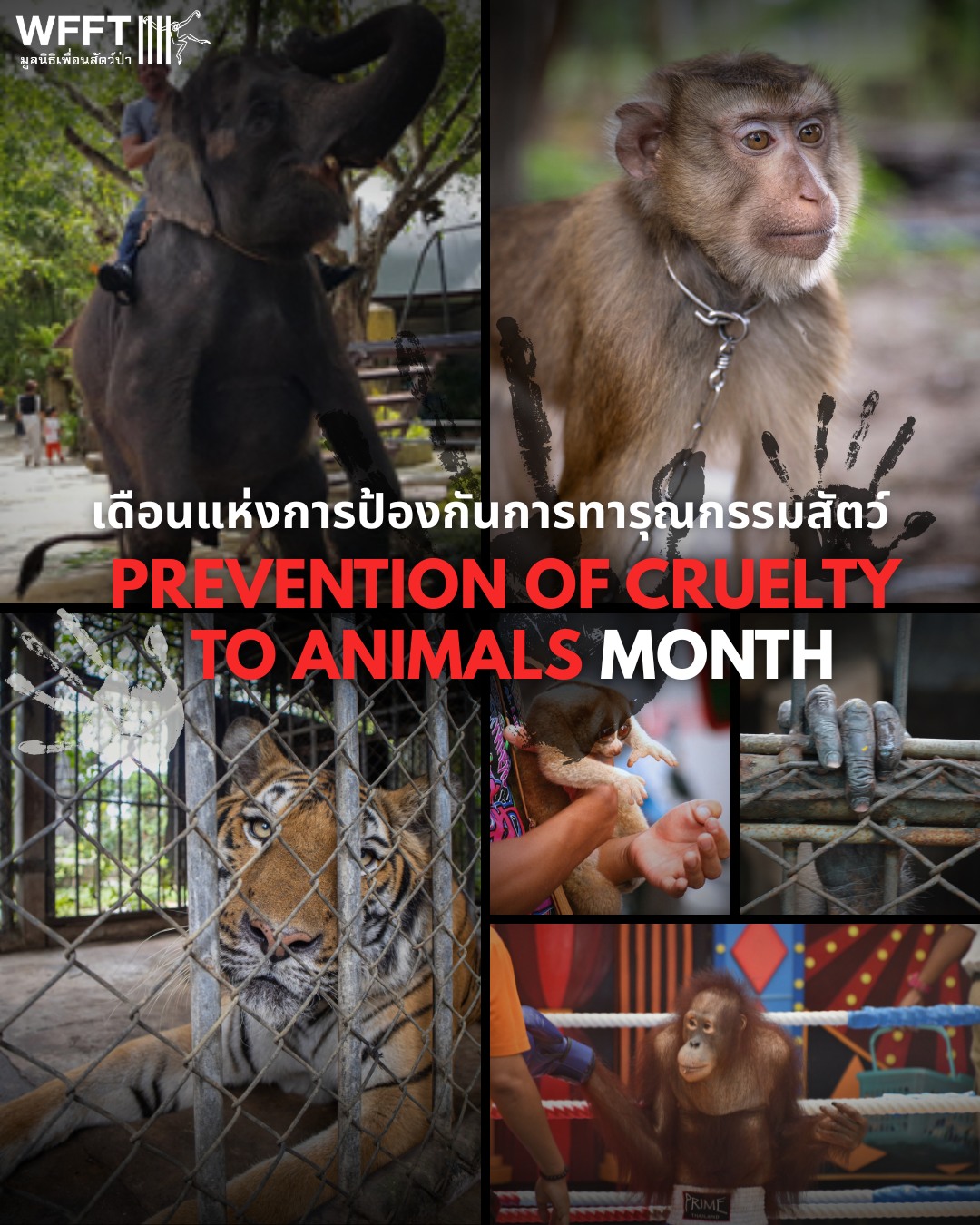 Wildlife - ภาษาไทยด้านล่าง 🌍 April is Prevention of Cruelty to Animals ...