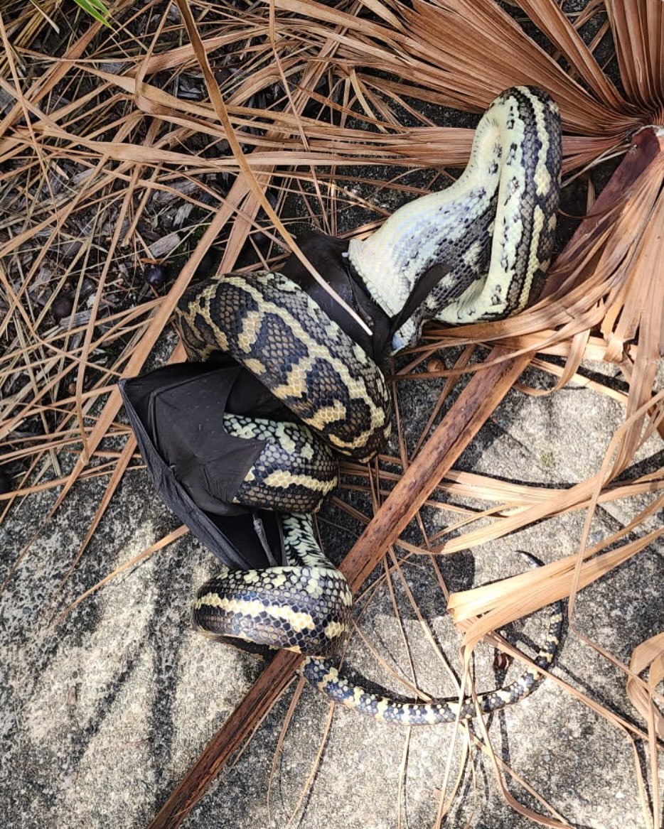 Sunshine Coast Snake Catchers 24/7 - It’s a bad day to be a bat! 🦇 🐍 ...
