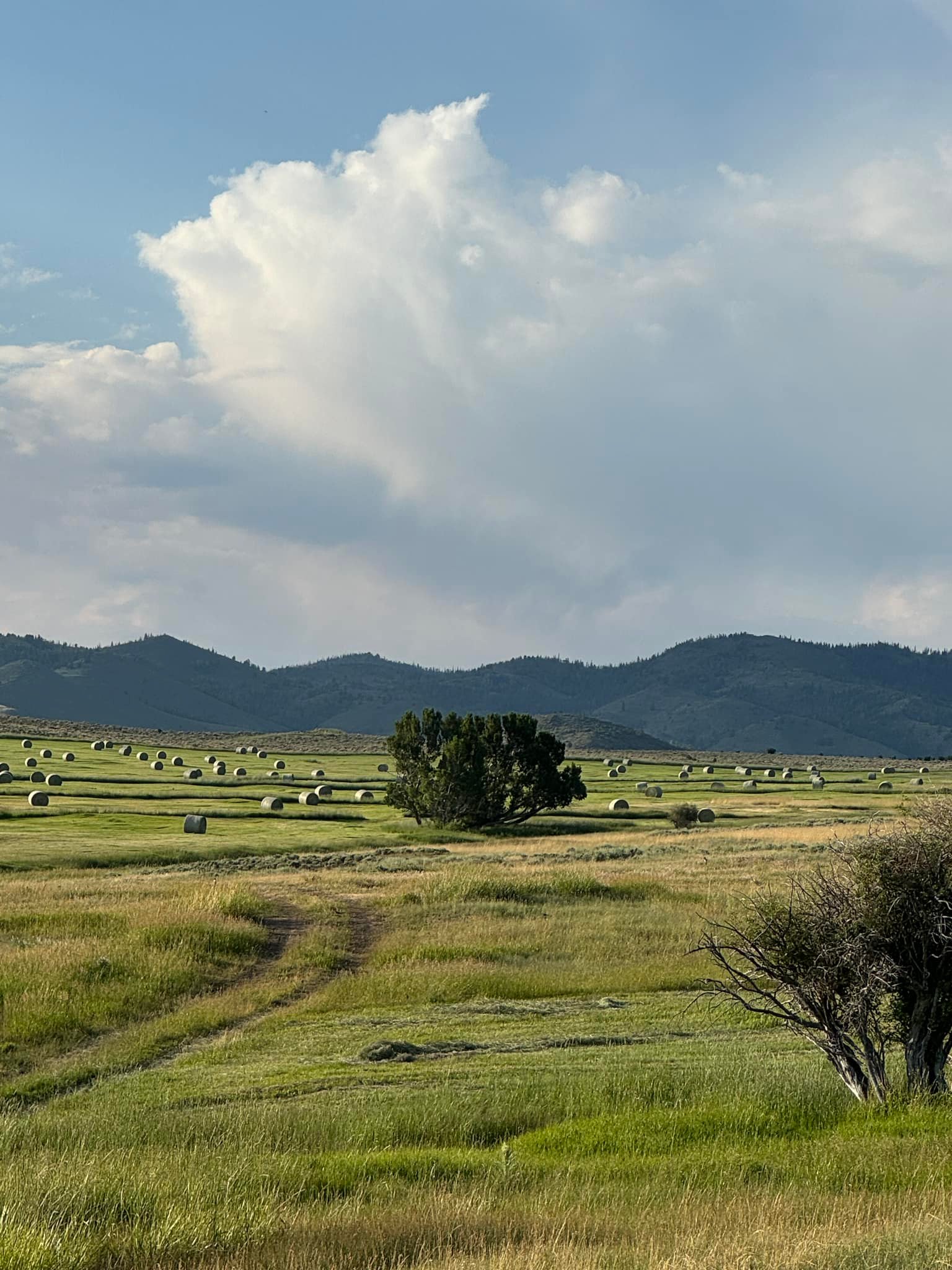 Condict and Sons Cattle Company