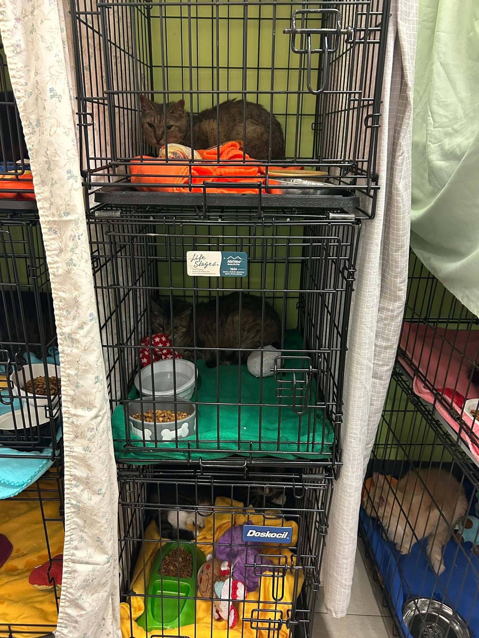Second - ‼️ Urgent ‼️ Animal Control just arrived with 20 cats from a ...
