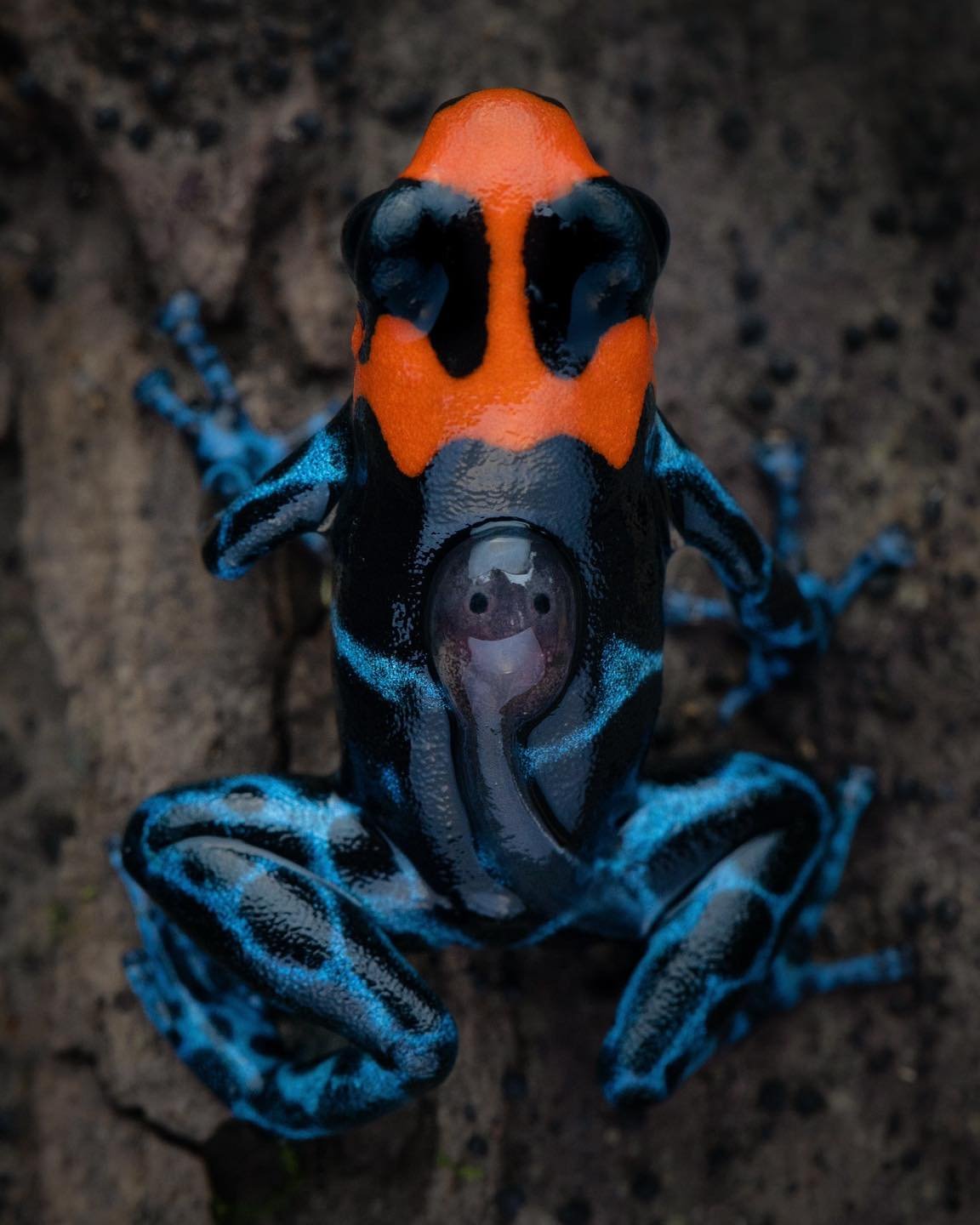 その他 Jewels of the Rainforest Poison Frogs The Jewels of the Rain Forest Nature's most vibrant warning. These