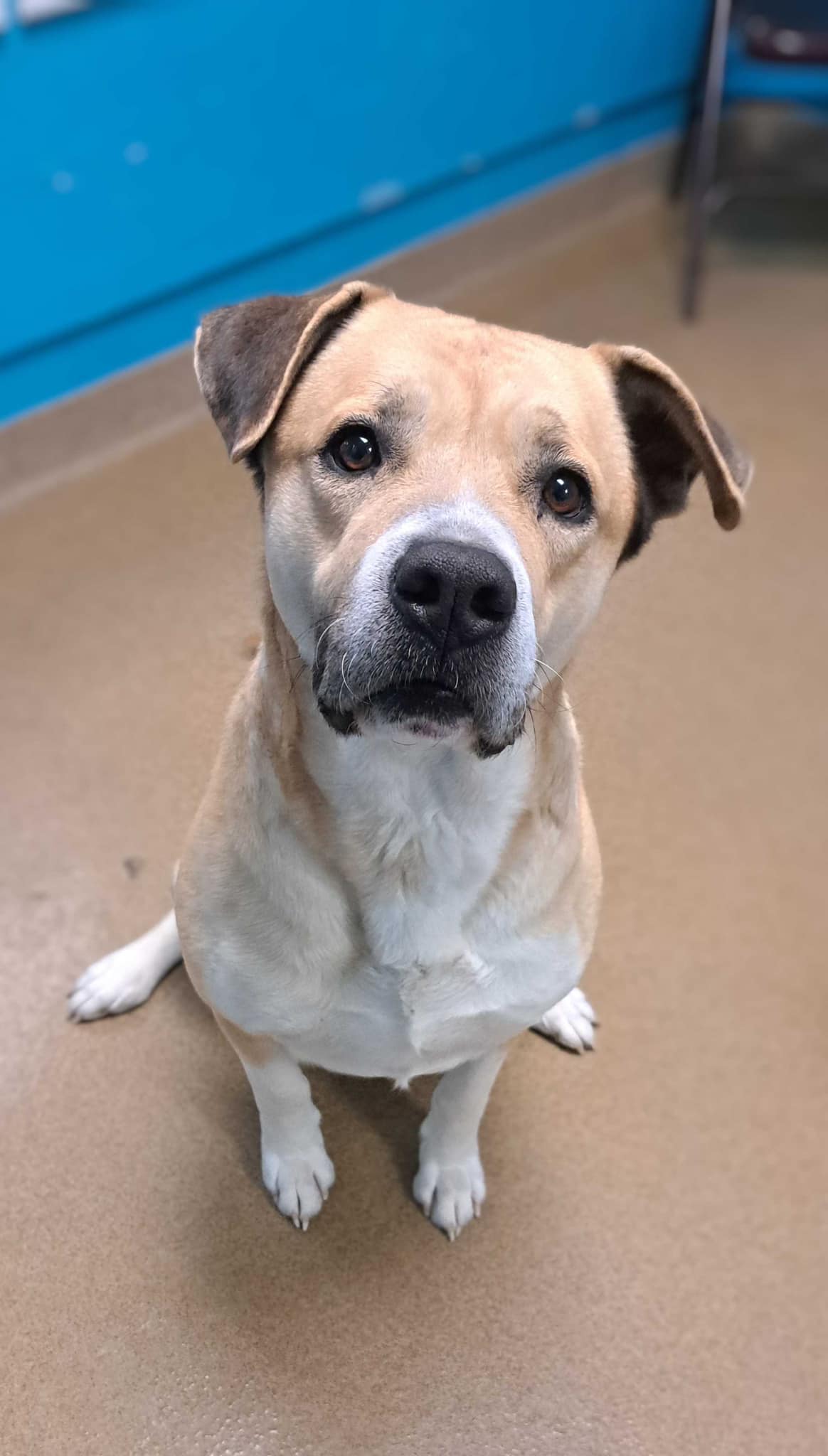 Humane - 🐾 Meet Buster! 🐾 This big, lovable guy is Buster, a 4-year-old ...