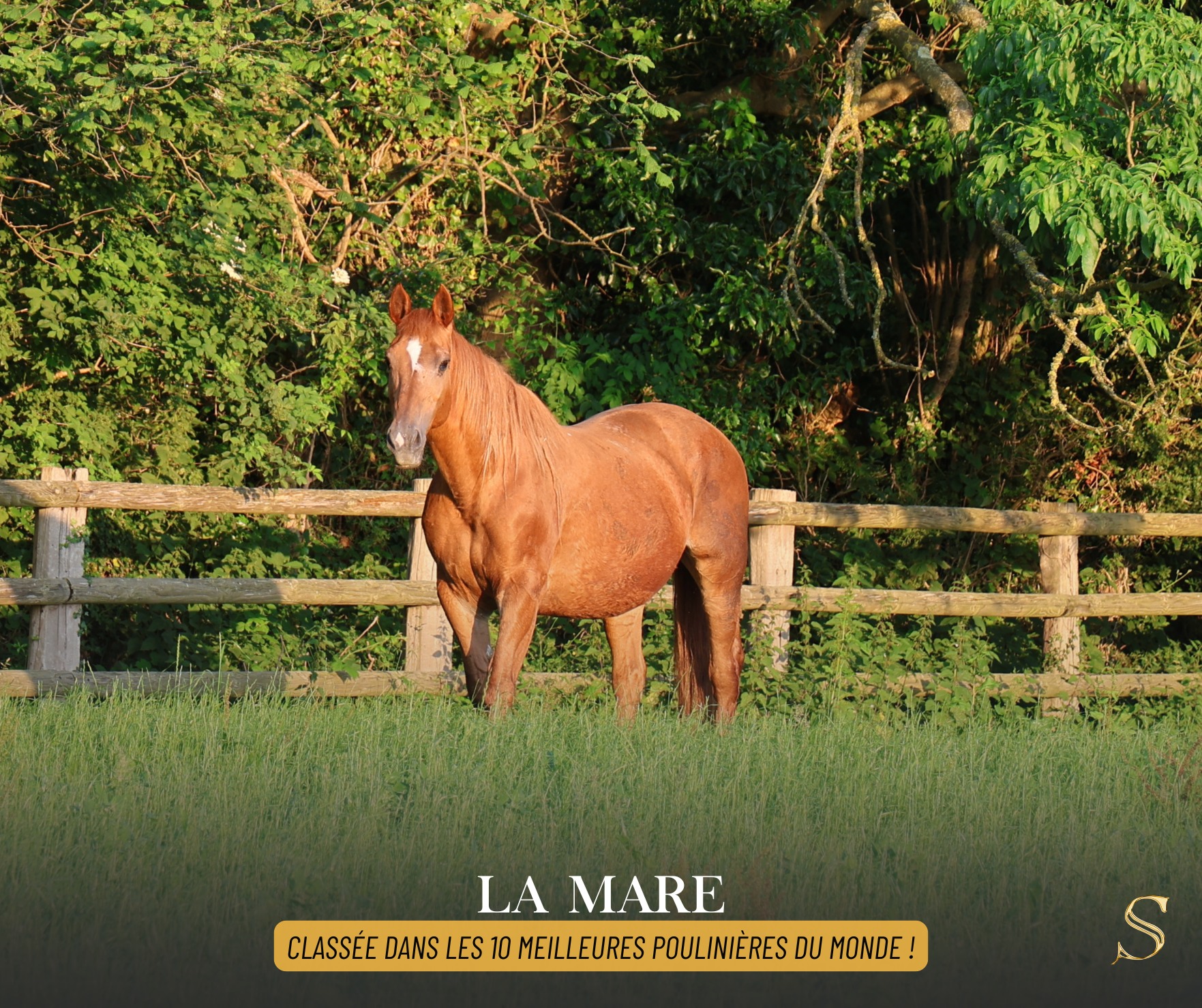 ⭐ LA MARE, mère de nos étalons 𝐑𝐎𝐂𝐊'𝐍 𝐑𝐎𝐋𝐋