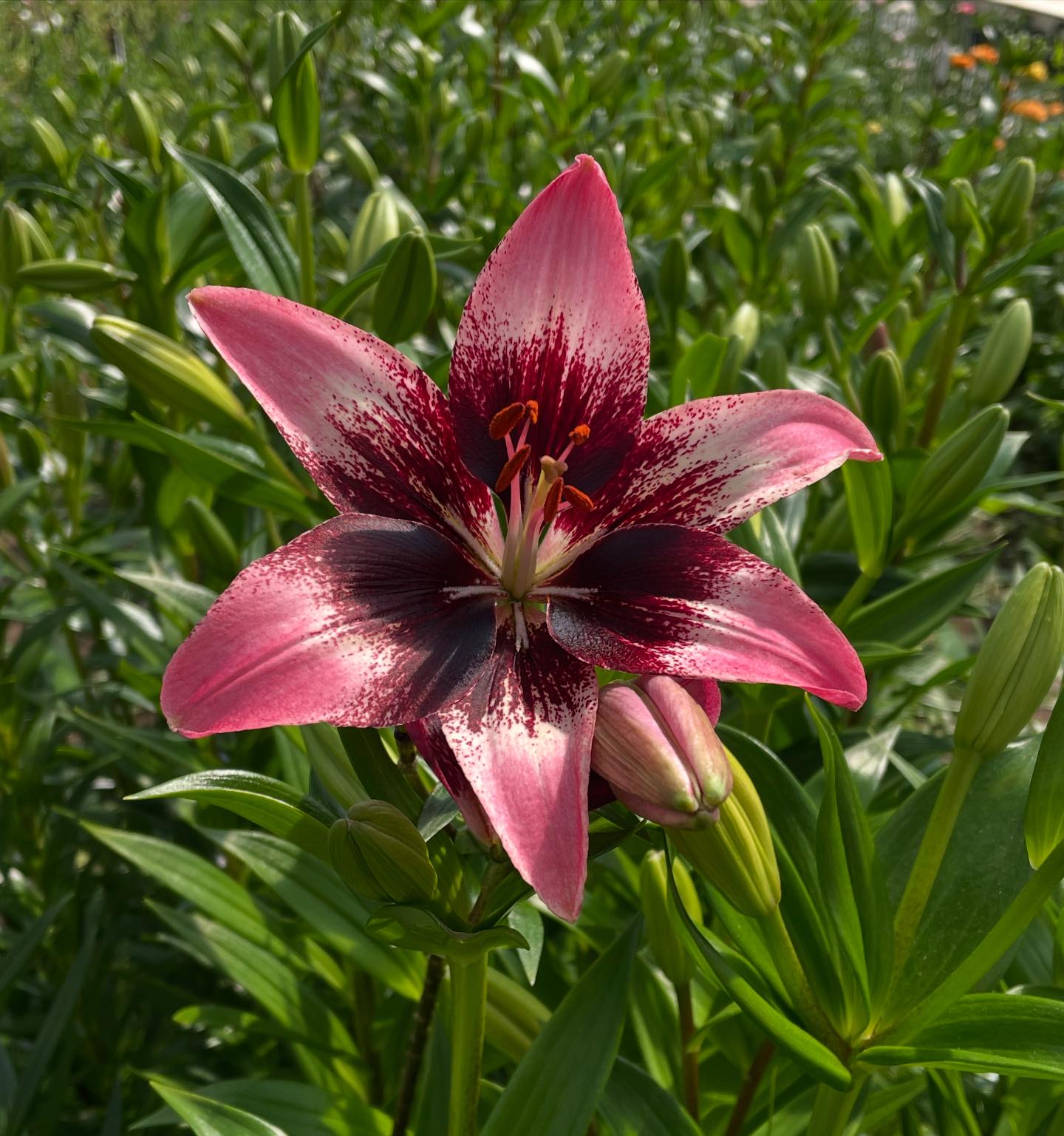 🌸 Happy Monday Flower Friends! Dive... - Dutch Roots Farm | Facebook