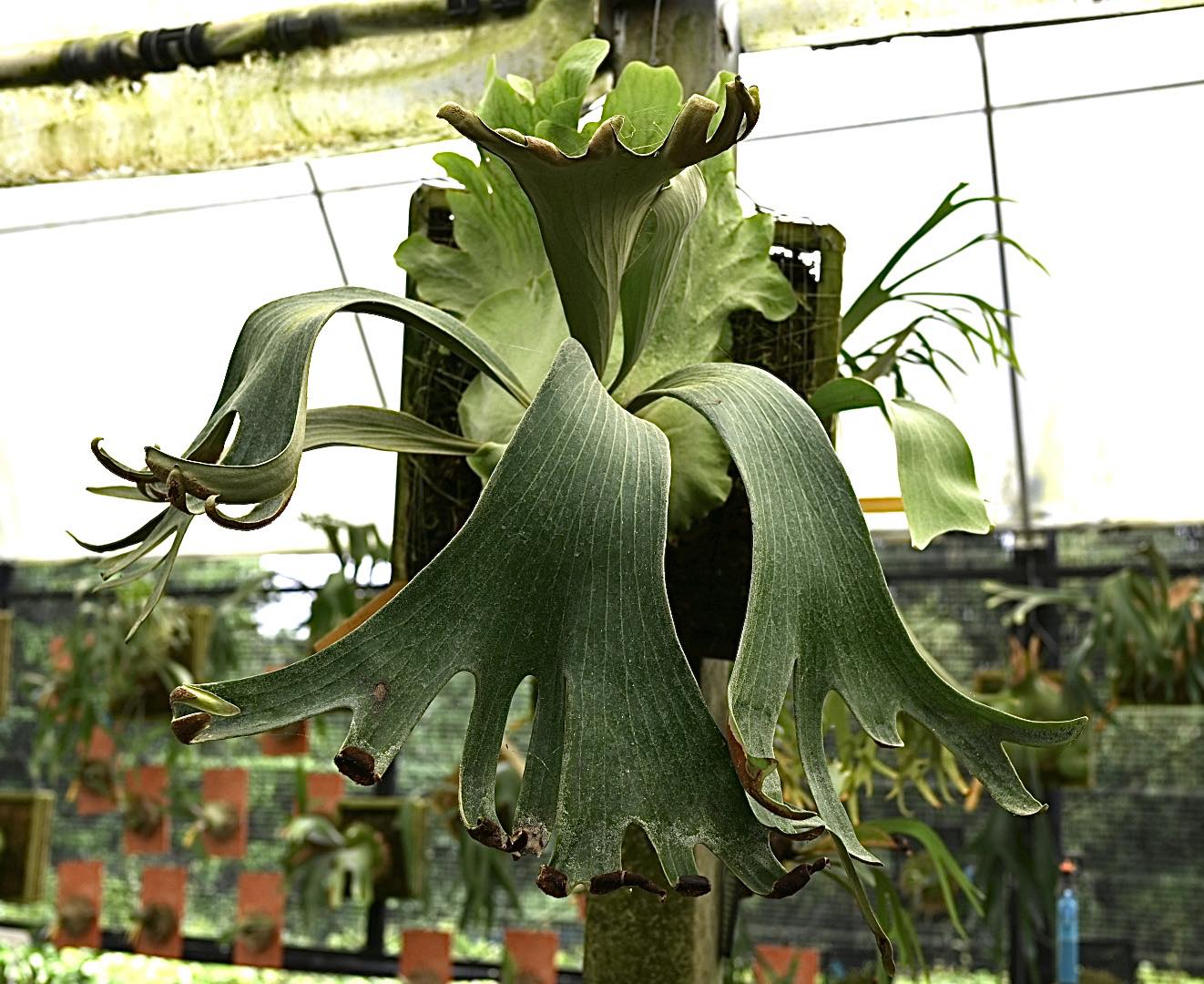 kin-norn spore thick leaf#2 pup kin norn thick leaf#2 ビカクシダ