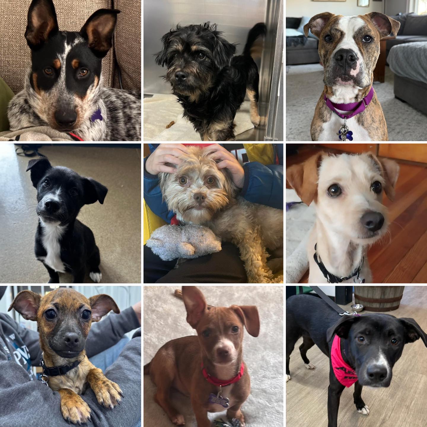 It’s still early… but here are... - Sandy Paws Rescue Inc. | Facebook