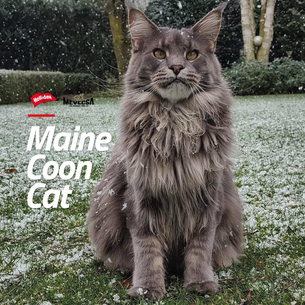 Mevecsa - #GATO COON, también conocido como: Maine Coon,...