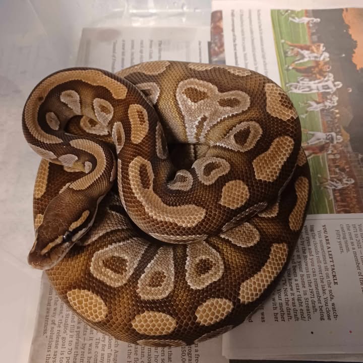 Curated visual reference: Frozen Thawed Nutrient Retention For Adult Python Species Reference: Herps Bp458 Is A Young Adult Female Mojave Ball Python