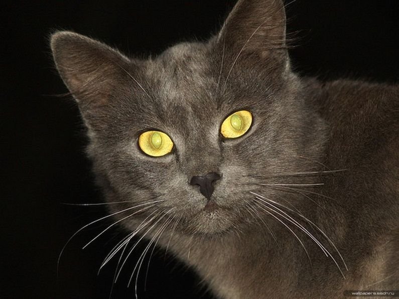 Privilege Cat