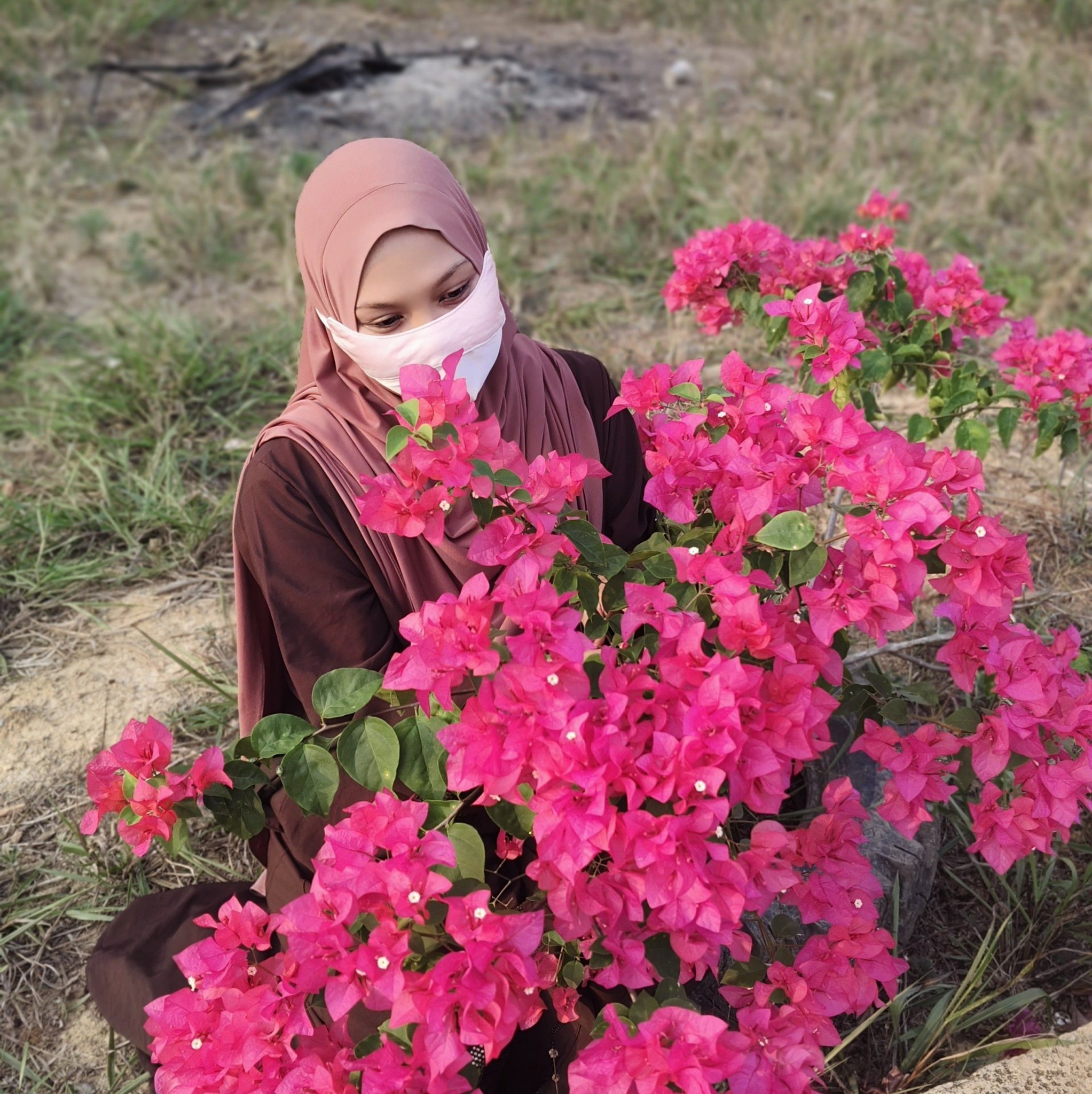 Making three bougainvillea colors on one tree using the grafting method ...