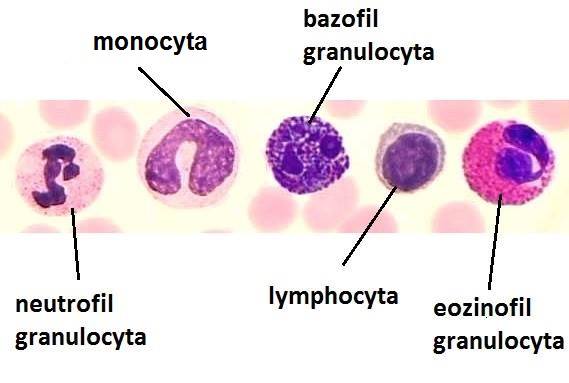 Medical Microscopy